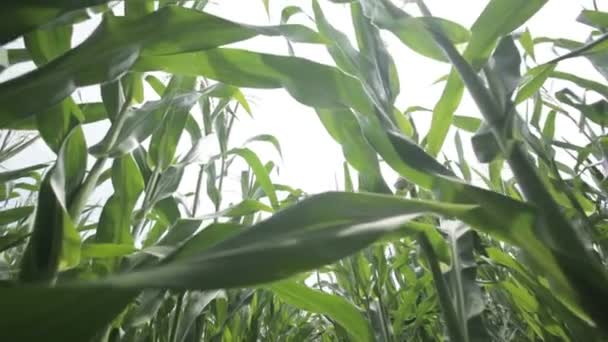 Mitten av gröna majsfält — Stockvideo