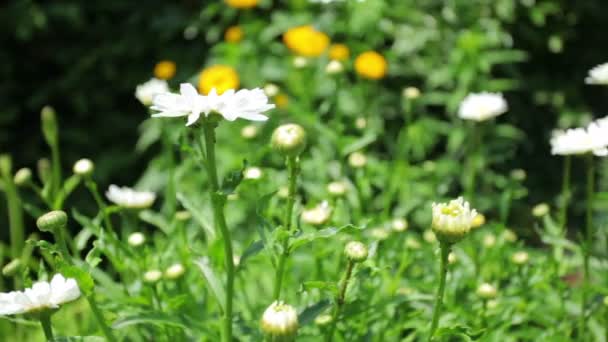 Belles fleurs avec grue — Video