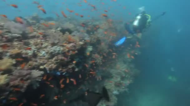 Arrecife con peces napoleon que pasan — Vídeos de Stock