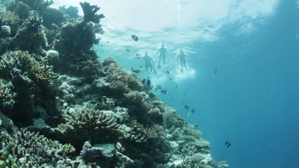 Snorklers sobre arrecife de coral — Vídeo de stock