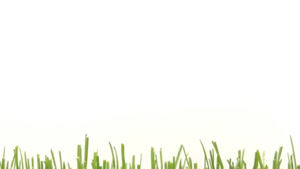 快速增长的草 — 图库视频影像