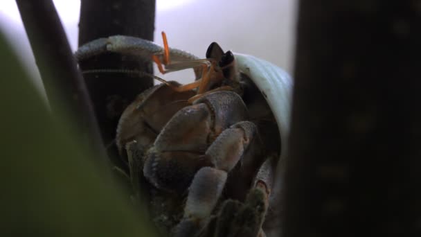 巨大的寄居蟹喂养 — 图库视频影像