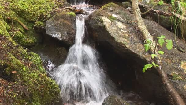Small waterfall in forest — Stock Video
