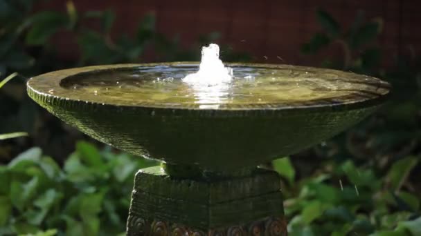 Fontaine dans jardin tropical — Video