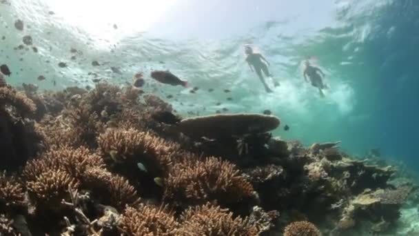 Equipo de buceo amigo — Vídeo de stock