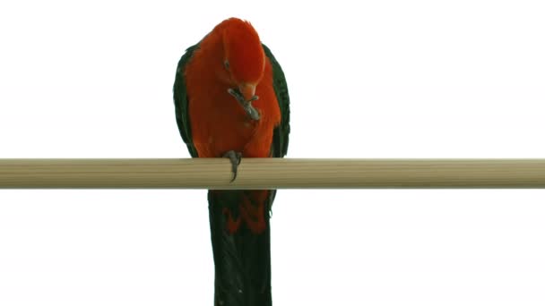 Papagaio-real comendo grãos — Vídeo de Stock