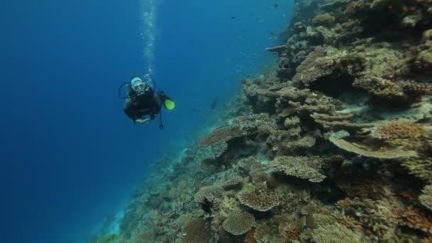 Buceador hembra a lo largo del arrecife — Vídeo de stock