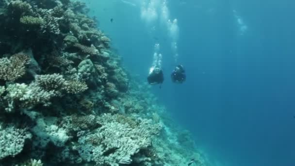 Equipo de buceo amigo — Vídeo de stock