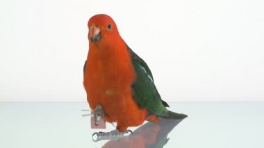 cam masa üstünde papağan Kral