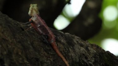 Kertenkele ağaç gövdesinde