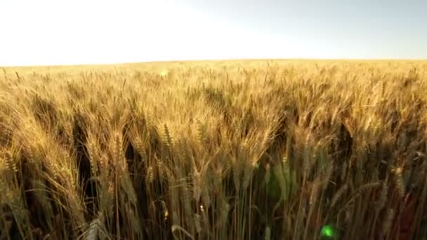 Wheat field against sun — Stock Video