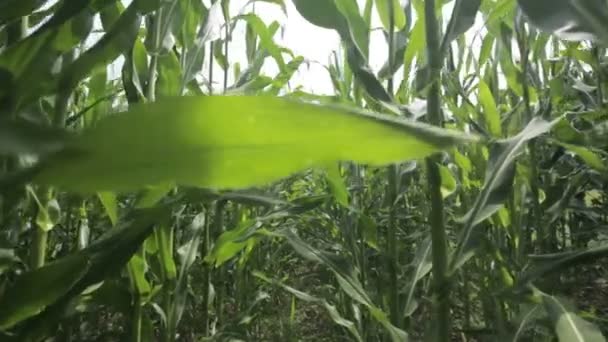 Middle of green cornfield — Stock Video