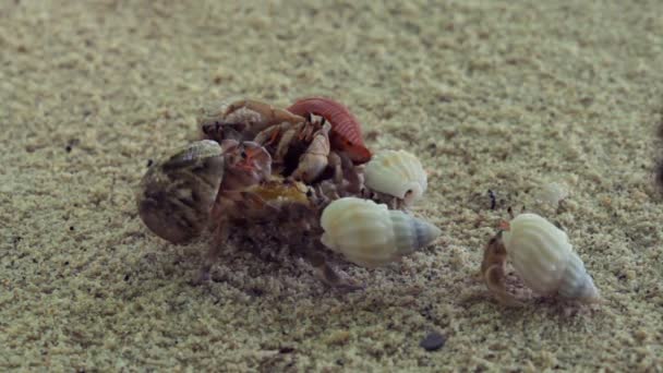 Muchos cangrejos ermitaños alimentación — Vídeos de Stock
