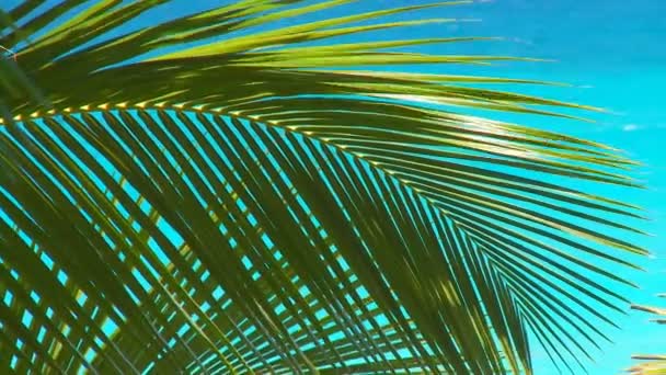 Пальмовые листья на ветру — стоковое видео