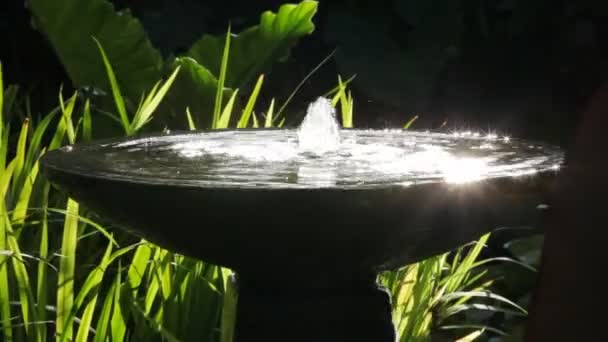 Fuente en jardín tropical — Vídeo de stock