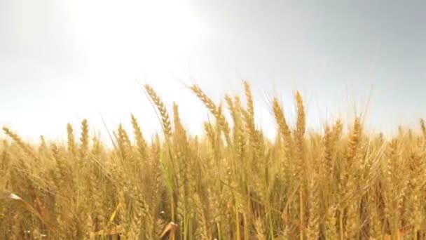 Huge wheatfield in summer sunset — Stock Video