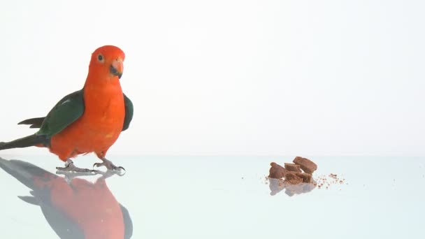 Schattig kingparrot eten taart — Stockvideo