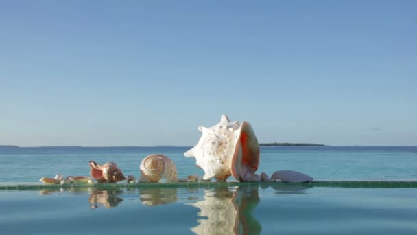 Coquilles différentes sur la piscine — Video