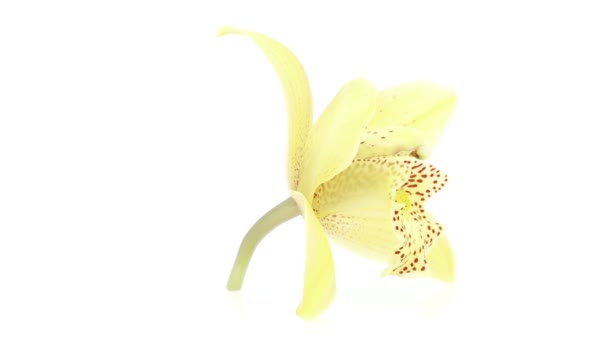 Singola fioritura del orchid — Video Stock