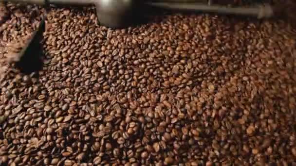 Färska rostade kaffebönor — Stockvideo