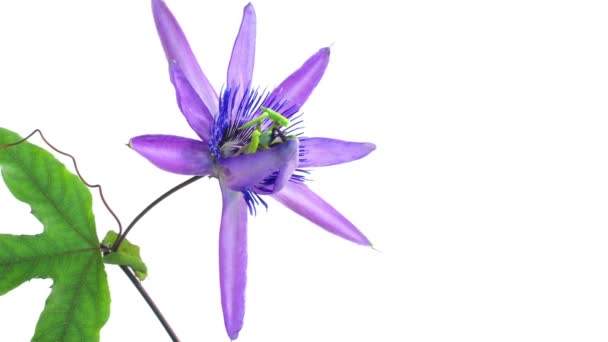 Timelapse da flor da paixão no branco — Vídeo de Stock