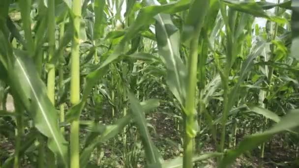 milieu du champ de maïs vert 