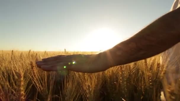 Αγρότης στην wheatfield συγκινητικό σιτάρι αυτιά — Αρχείο Βίντεο