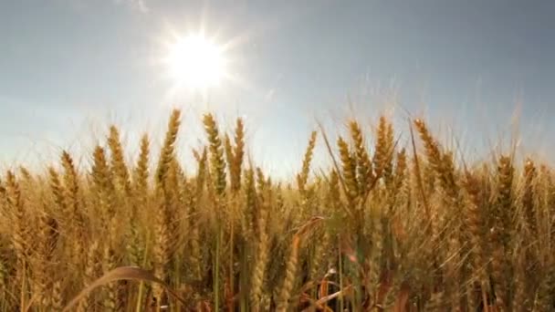 Champ de blé énorme en été coucher de soleil — Video