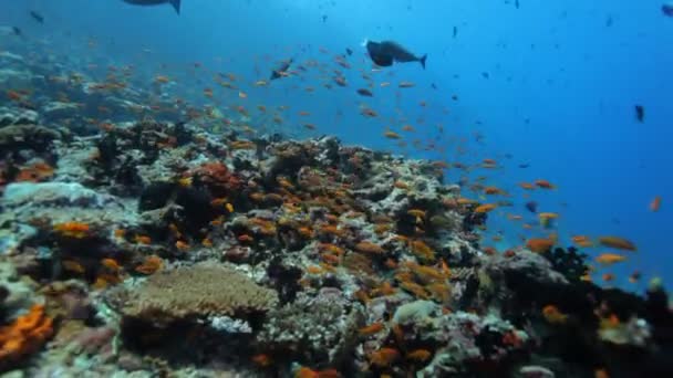 Mergulho através de cardumes de peixe — Vídeo de Stock