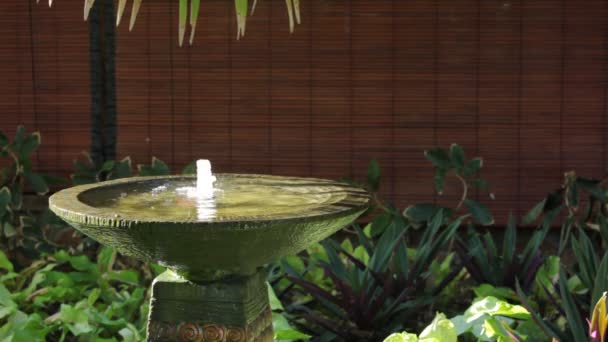 Фонтан в тропічному саду — стокове відео