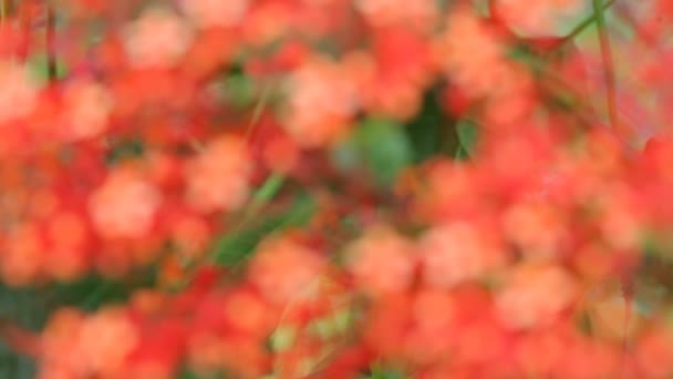 Flores rojas florecientes — Vídeo de stock