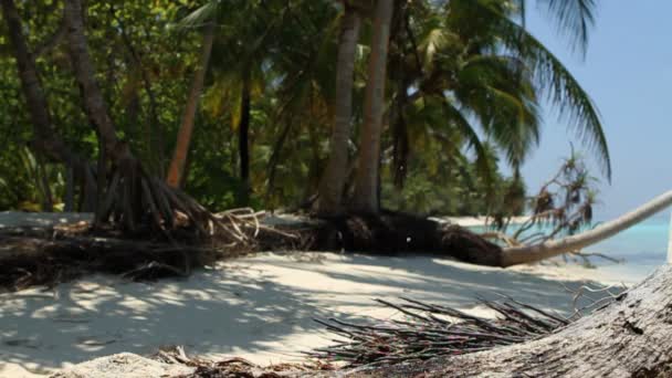 Csökkenő kókuszdió a strandon — Stock videók