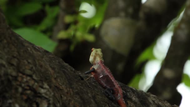 Lagarto no tronco da árvore — Vídeo de Stock