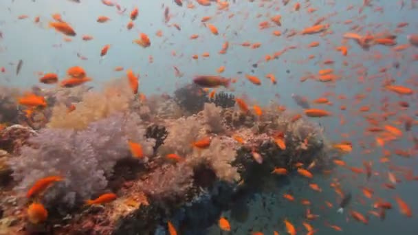 Duiken via shoal van fish — Stockvideo