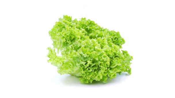 Lollo rosso lettuce isolated — Stock Video