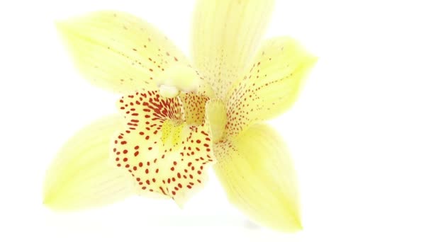 Enkele bloei van de orchidee — Stockvideo