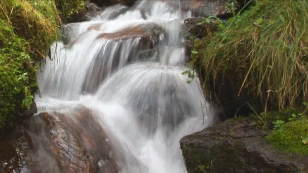 Litet vattenfall i skogen — Stockvideo