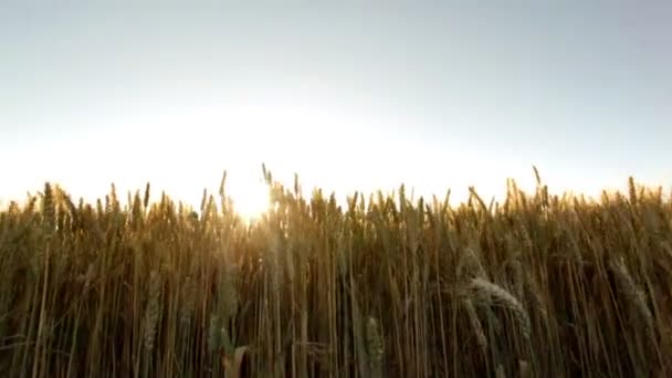 Enorme campo de trigo en la puesta del sol de verano — Vídeos de Stock
