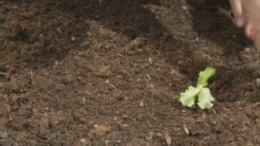Genç yeşil salata dikim