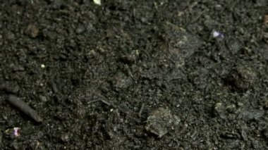 tohum büyüyen TOPVIEW 