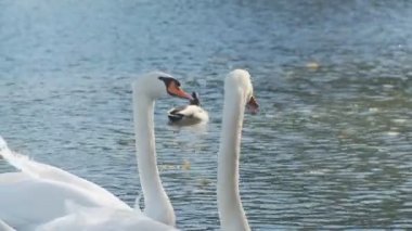 Beyaz kuğular gölde
