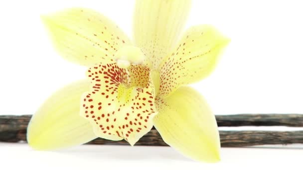 Single flower with vanilla beans — Stock Video