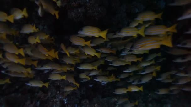 Diving through shoal of fish — Stock Video