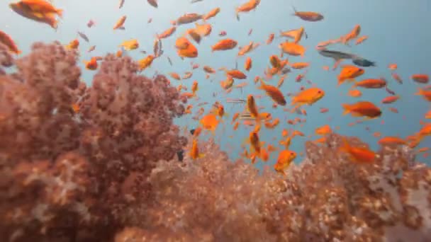 Duiken via shoal van fish — Stockvideo