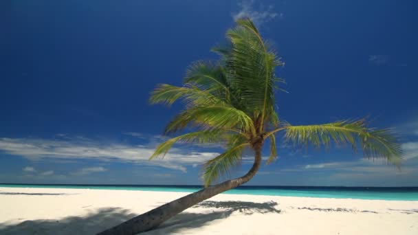 Palm tree on sandy beach — Stock Video