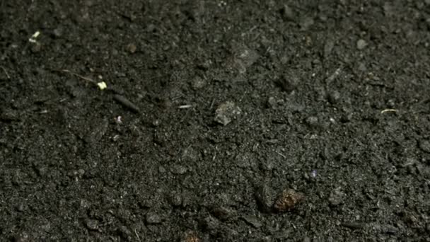 Vue d'ensemble des graines en croissance — Video