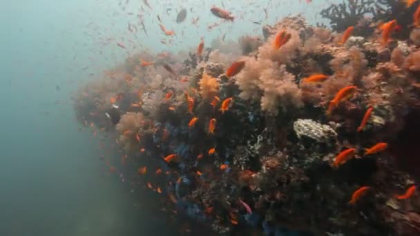 Duiken via shoal van fish — Stockvideo