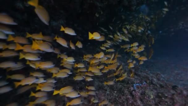 plongée dans le haut-fond de poissons 