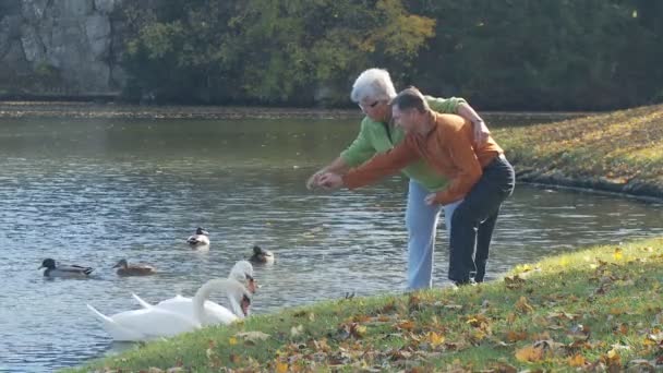 Pareja mayor alimentación cisnes — Vídeos de Stock