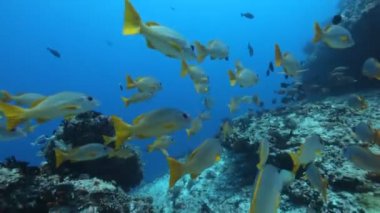 Balık balık ile dalış